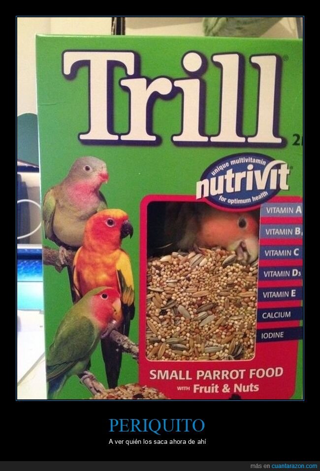 pájaro,caja,comida,wtf