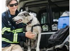 Enlace a Este perro recibe un premio de honor por salvar a más de 100 koalas durante los incendios de Australia