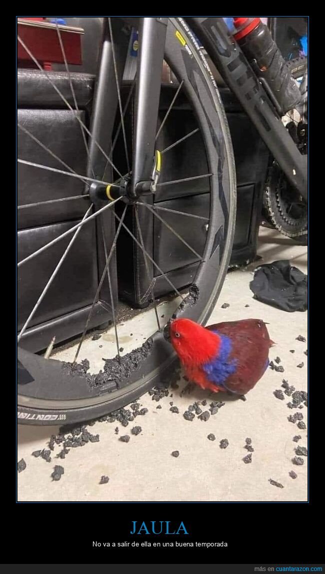 pájaro,rueda,bicicleta,fails