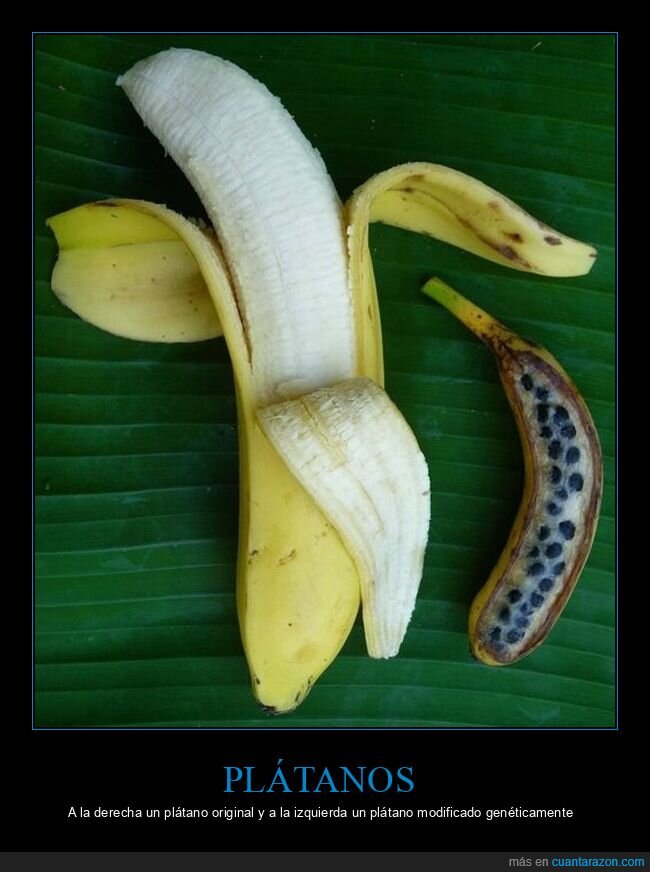modificado,original,plátanos