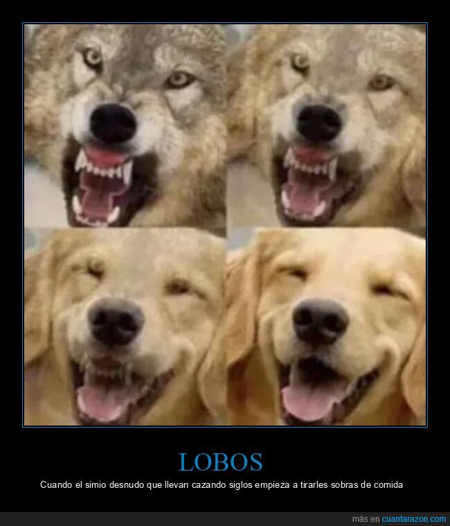 humanos,lobo,perros