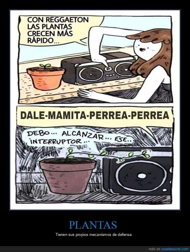 reggaeton,plantas,crecer