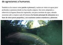 Enlace a Así es el pez de río más grande del planeta