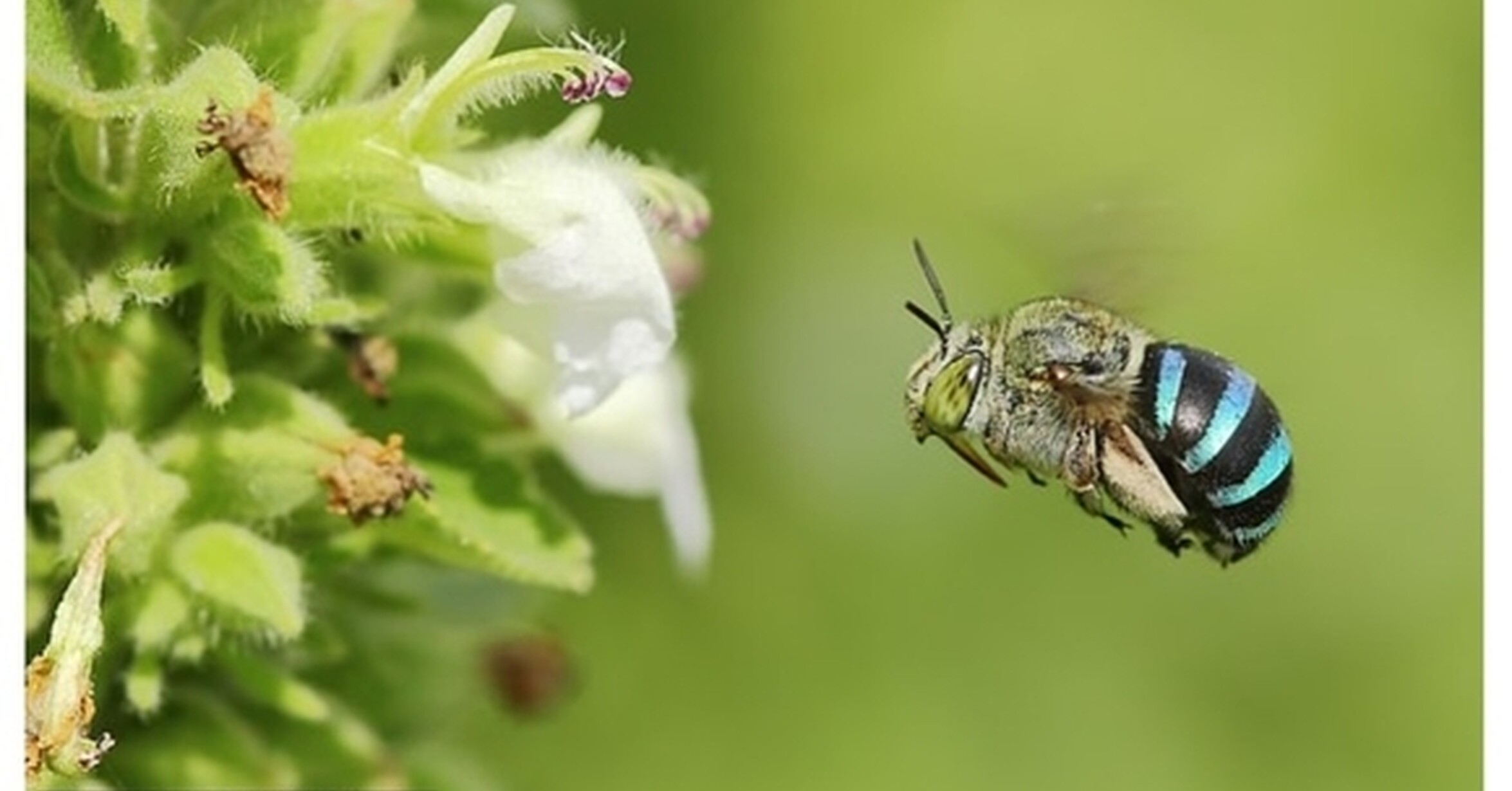 Полосатые пчелы. Амегилла пчела. Полосатая амегилла пчела. Туземная пчела австралийская. Пчелы с голубыми полосками.