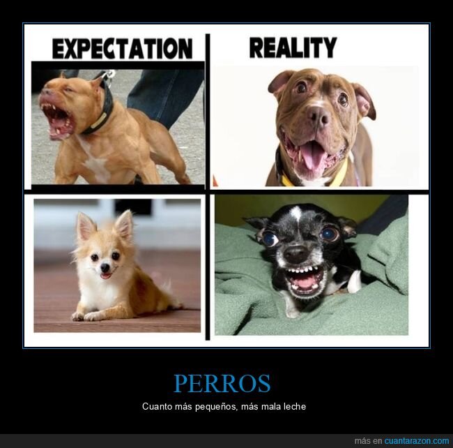 expectativas,perros,realidad