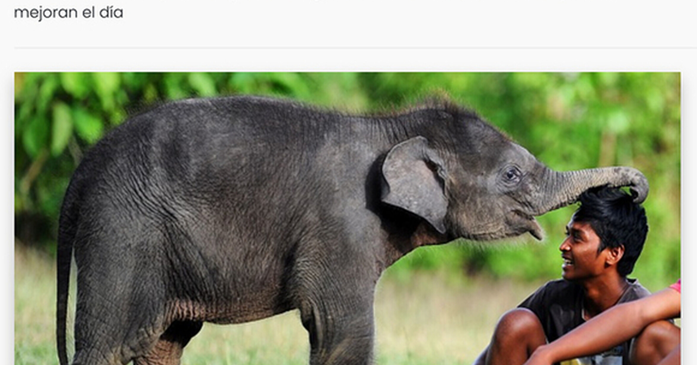 Animals more human. The Elephant child картинки. Elefante and Human.