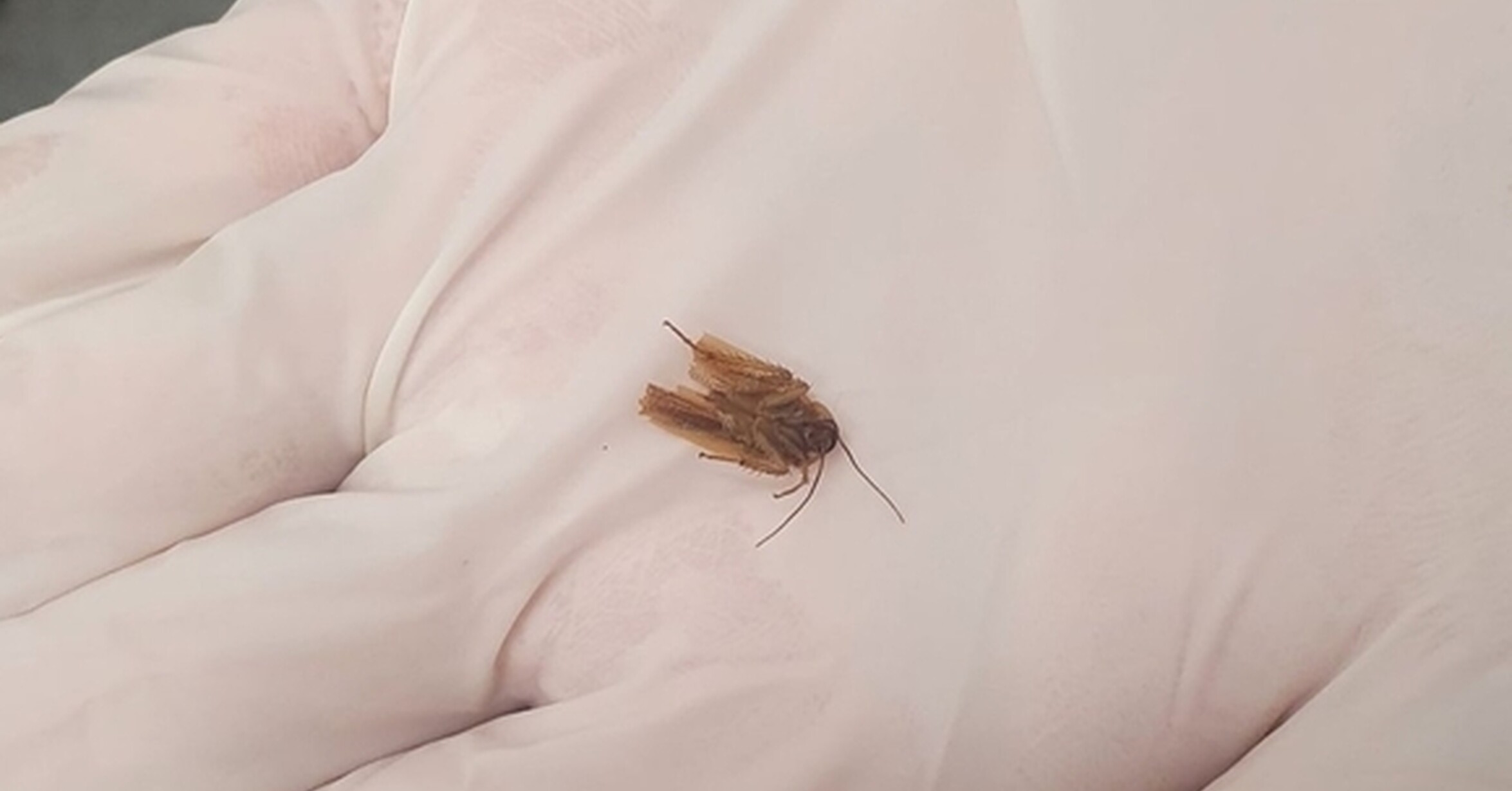 Могут ли тараканы бегать по человеку или по кровати