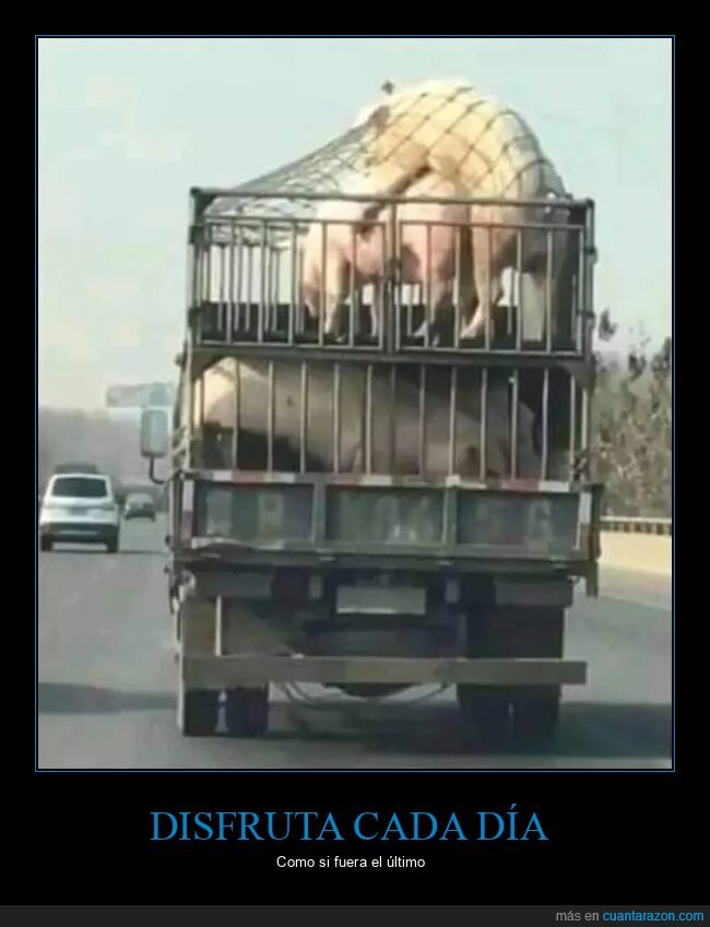 camión,cerdos,disfrutar,montando