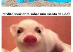 Enlace a Fotos que demuestran que los cerdos tambien pueden ser sociables y cariñosos