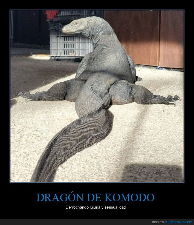 dragón de komodo,postura