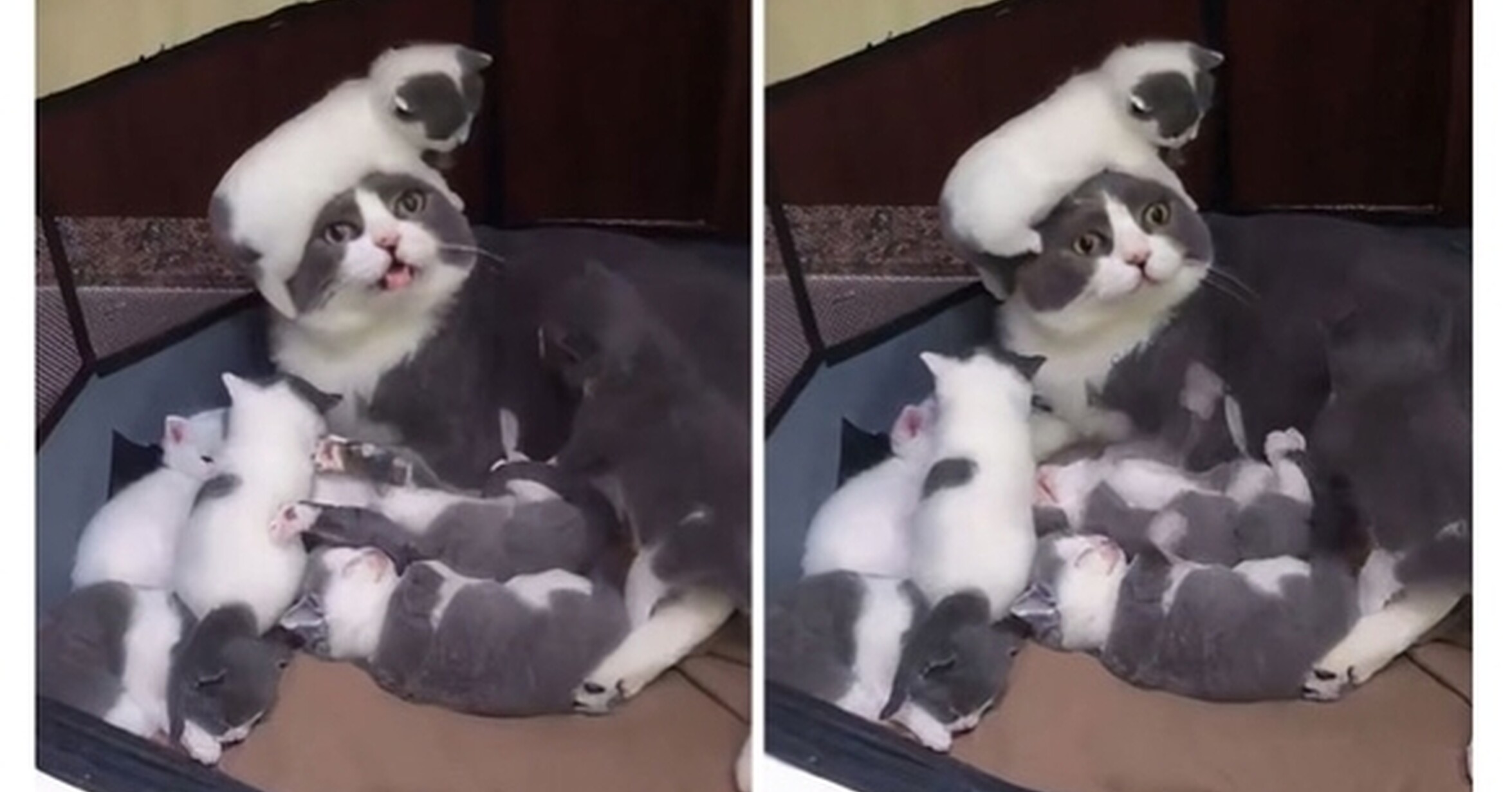 Моя кошачья жизнь. Щенки далматинца новорожденные. Будни животных. Покажите котики. Будни животных.