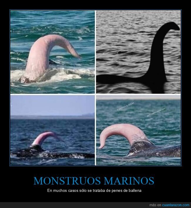 monstruos marinos,ballenas