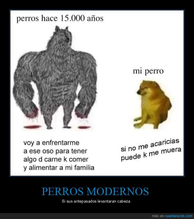 cheems,doge,perros