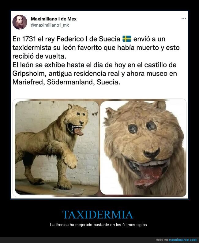 león,taxidermia