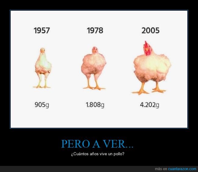 pollos,años,vivir