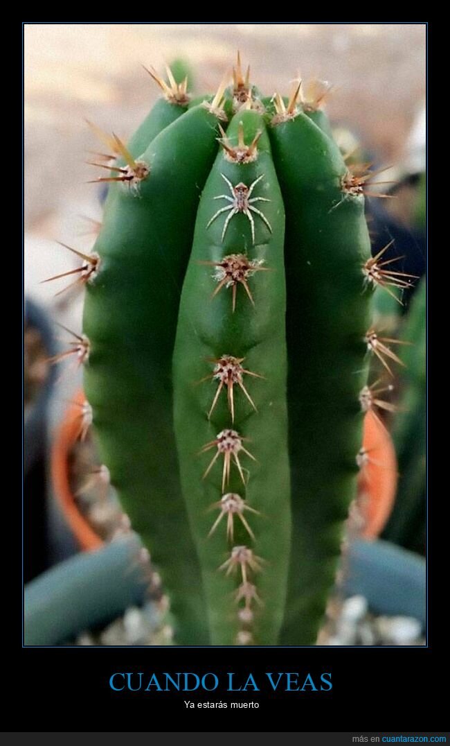 araña,cactus
