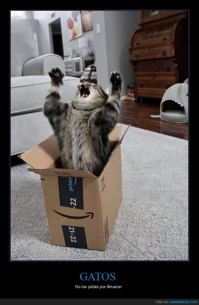 gato,caja,amazon