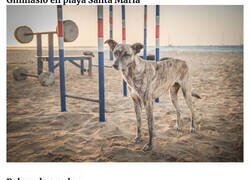Enlace a Fotos de perros callejeros encontrados por Cabo Verde