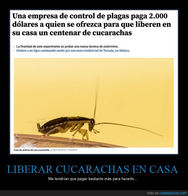 cucarachas,plagas