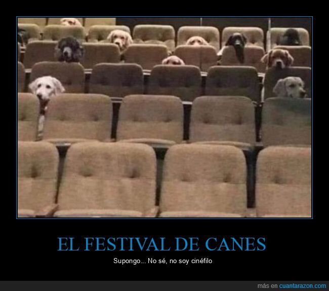 canes,cine,festival de cannes,perros
