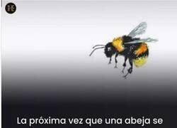 Enlace a Que no te asusten las abejas