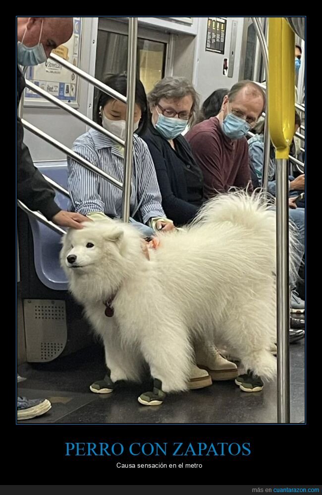 perro,zapatos,metro