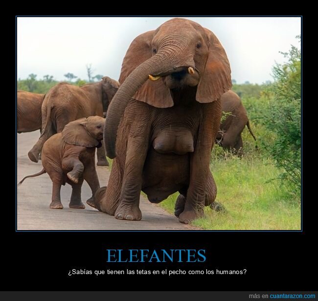 curiosidades,elefantes,pecho