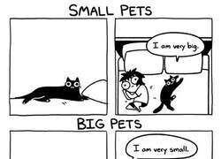 Enlace a Mascotas pequeñas y mascotas grandes