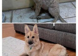 Enlace a Fotos de perros antes y después de ser adoptados