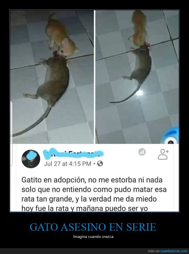 gato,rata,adopción
