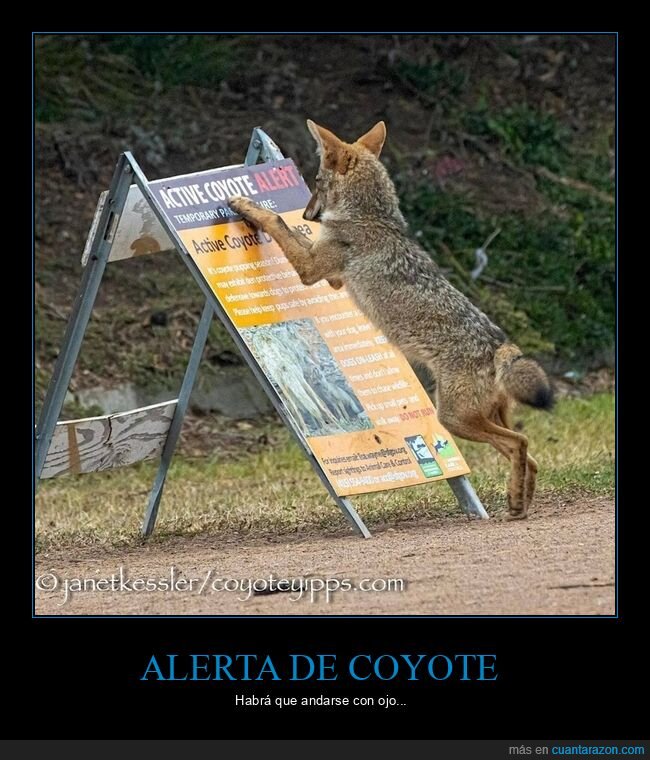 coyote,alerta,cartel