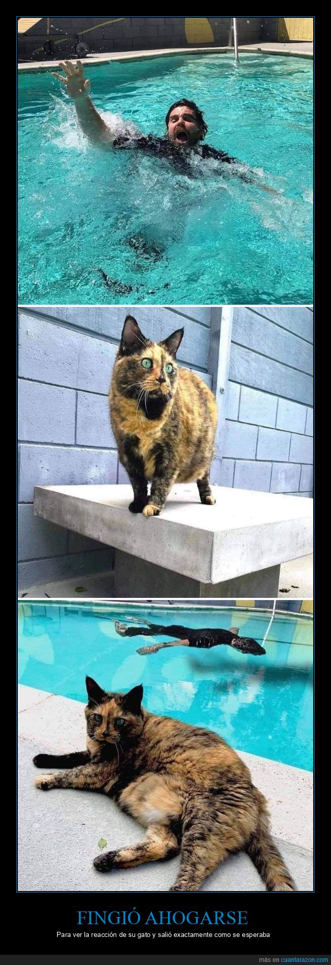 fingir,ahogarse,reacción,gato,piscina