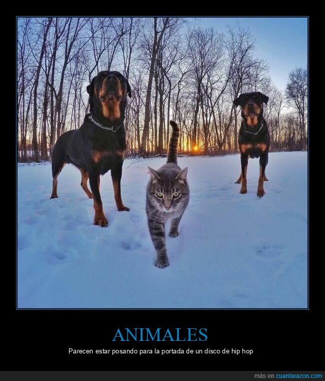 perros,gato,portada,disco