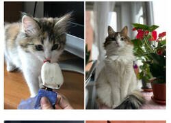 Enlace a Fotos mostrando el crecimiento de estos adorables gatos