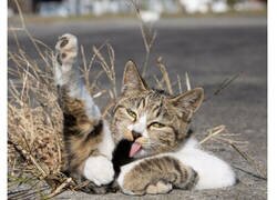 Enlace a Fotos divertidamente adorables de gatos callejeros captadas por este fotógrafo japonés
