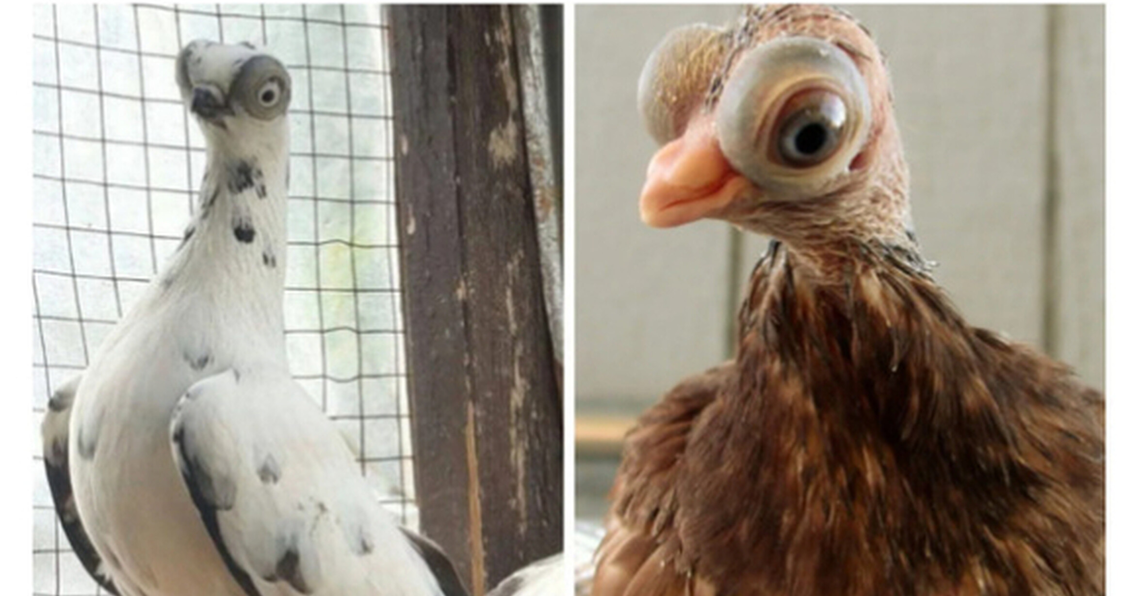 ¡Cuánta razón! / Animales de granja tan extraños como inusuales