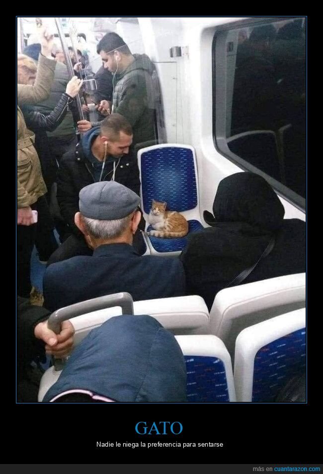 gato,metro,asiento