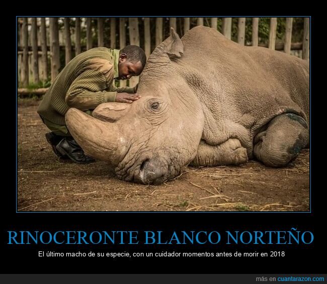 rinoceronte blanco norteño,último,morir