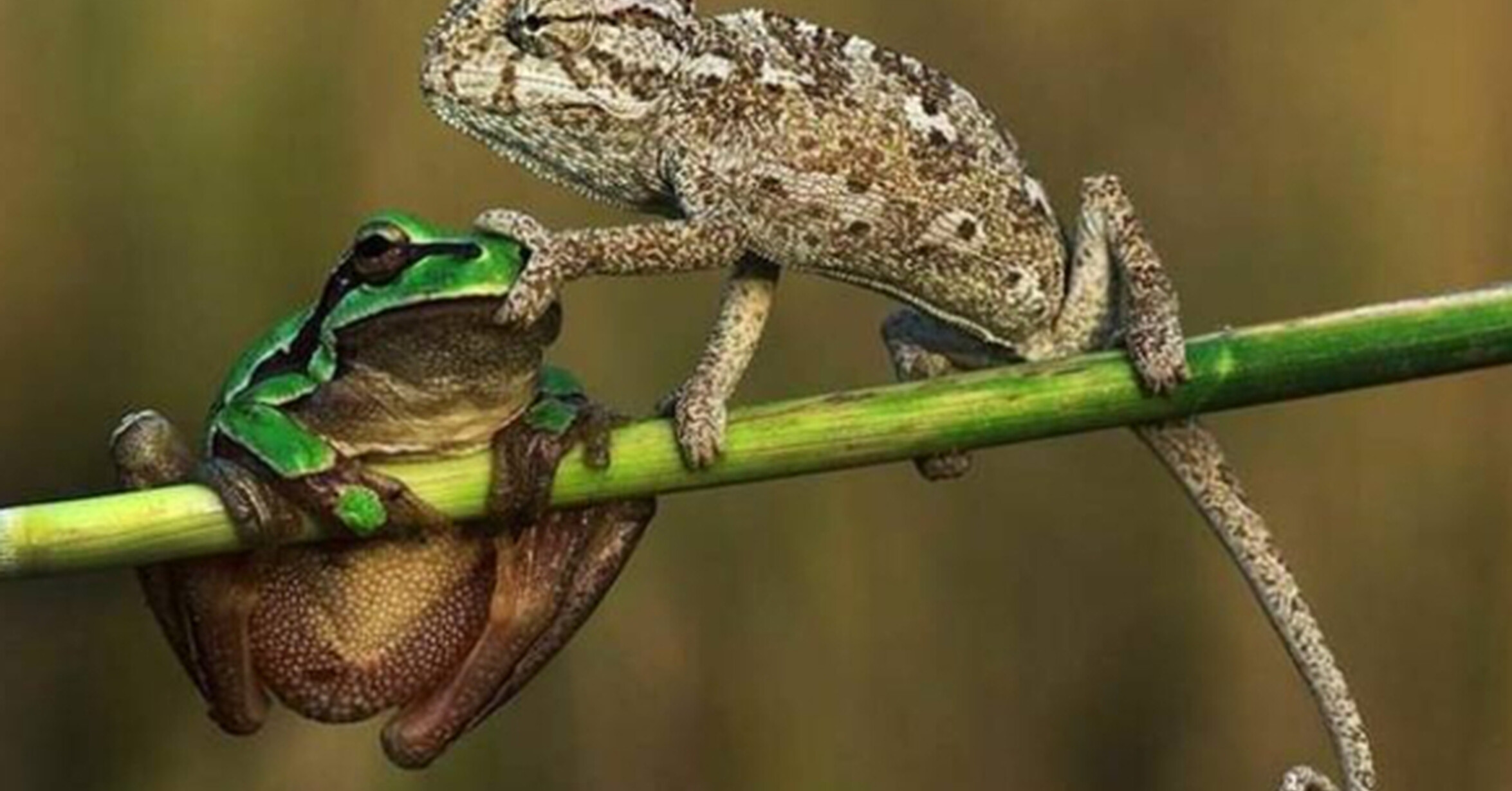 земноводные лягушки жабы тритоны. земноводные змеи. ящерица ест лягушек. питание ужа обыкновенного. земноводные ящерицы.