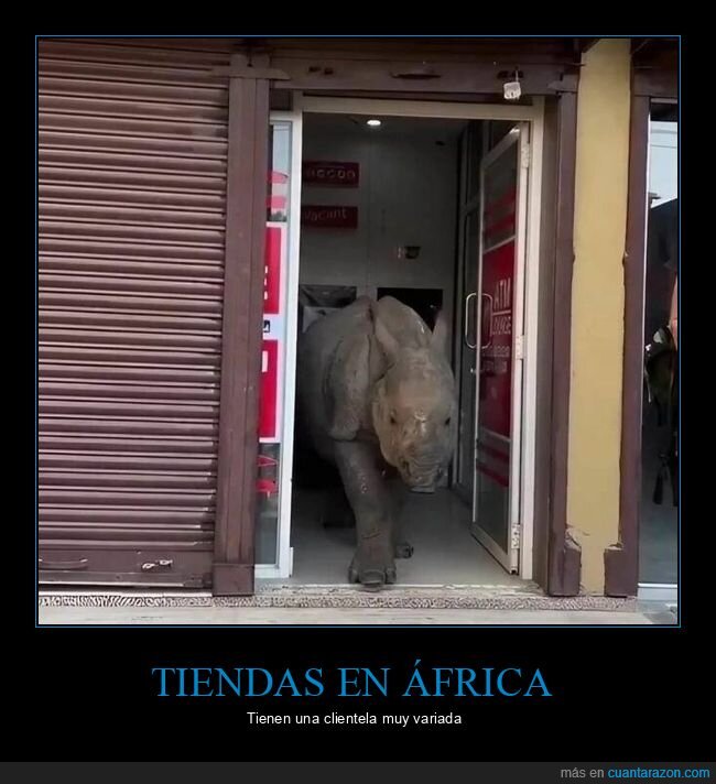 tienda,rinoceronte,wtf