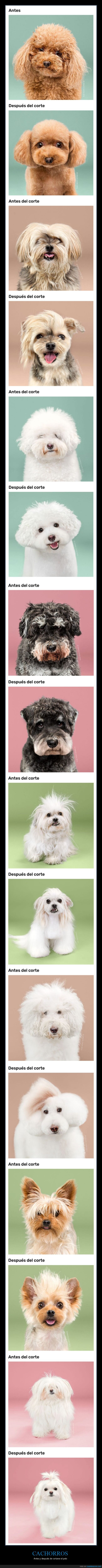 cachorros,antes,después,corte de pelo