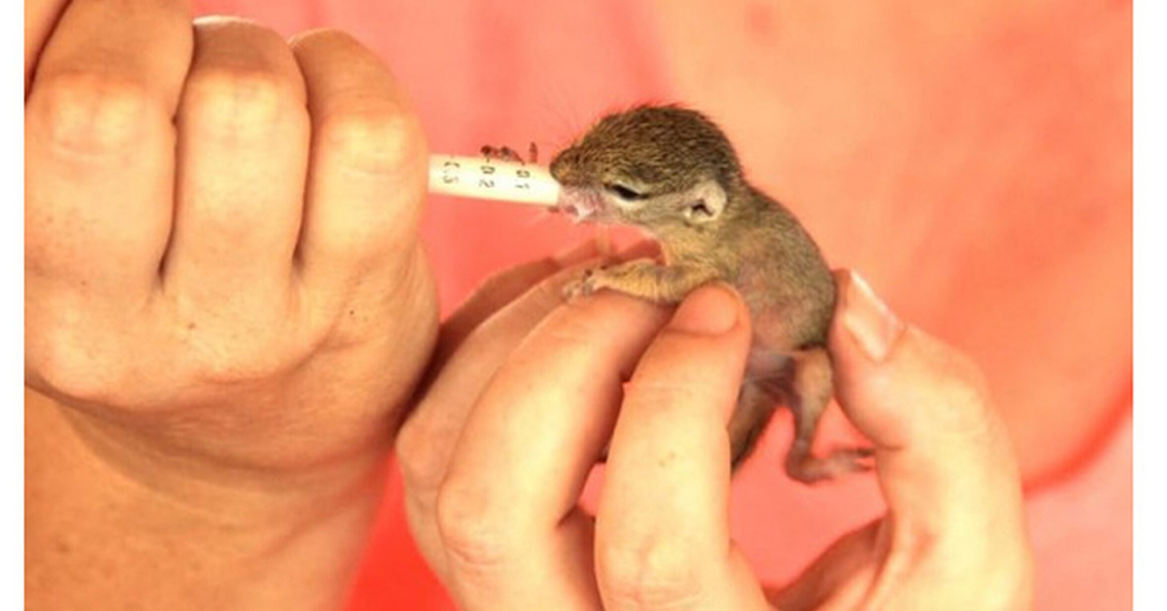 новорожденный бельчонок. родившийся бельчонок. родившийся бельчонок. маленькие новорожденные бельчата. детеныш белки новорожденный.