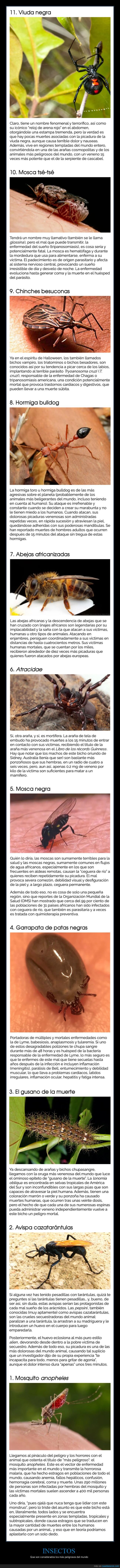 insectos,peligrosos