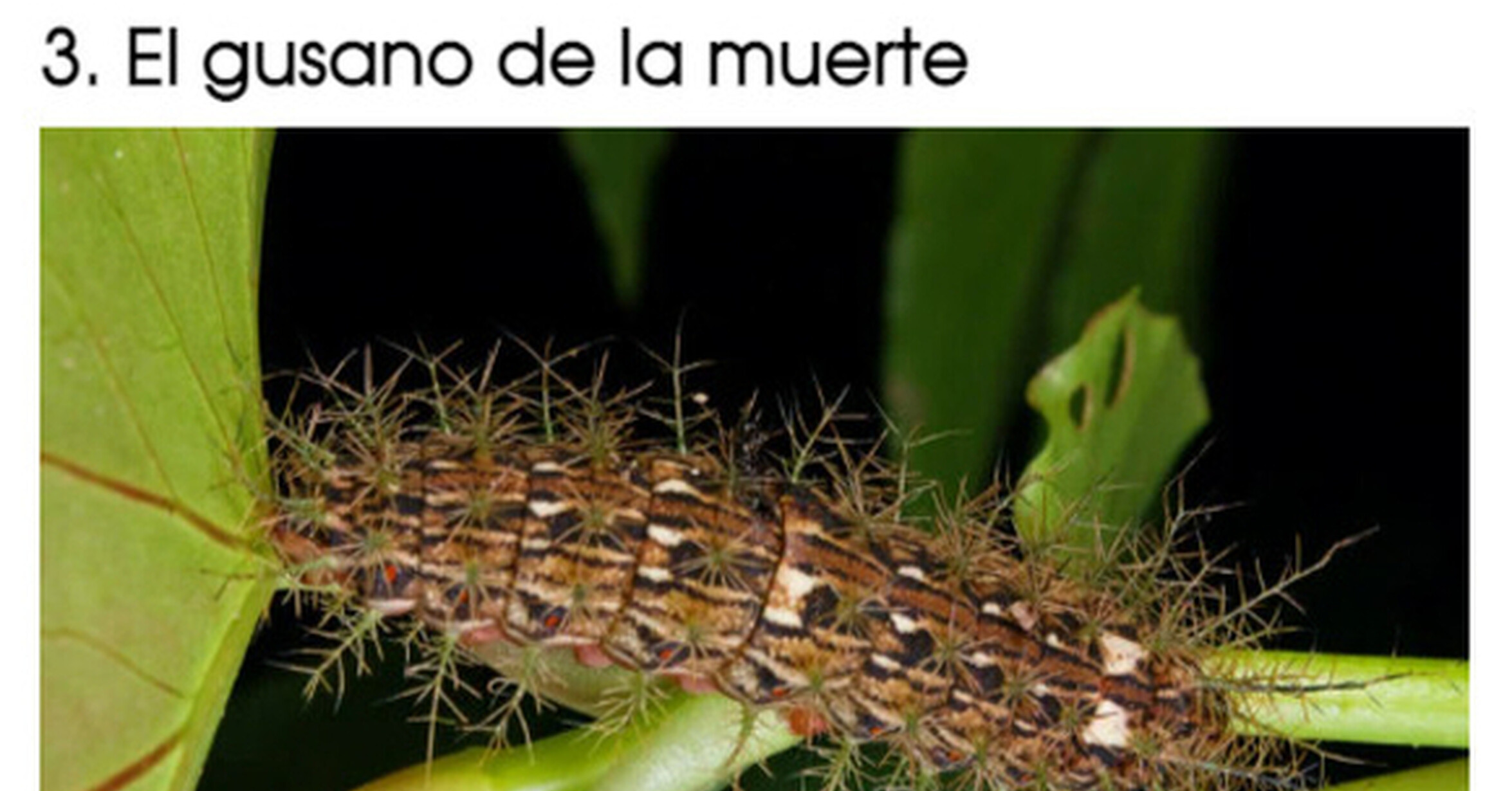 ¡Cuánta razón! / Insectos que son considerados como los más peligrosos
