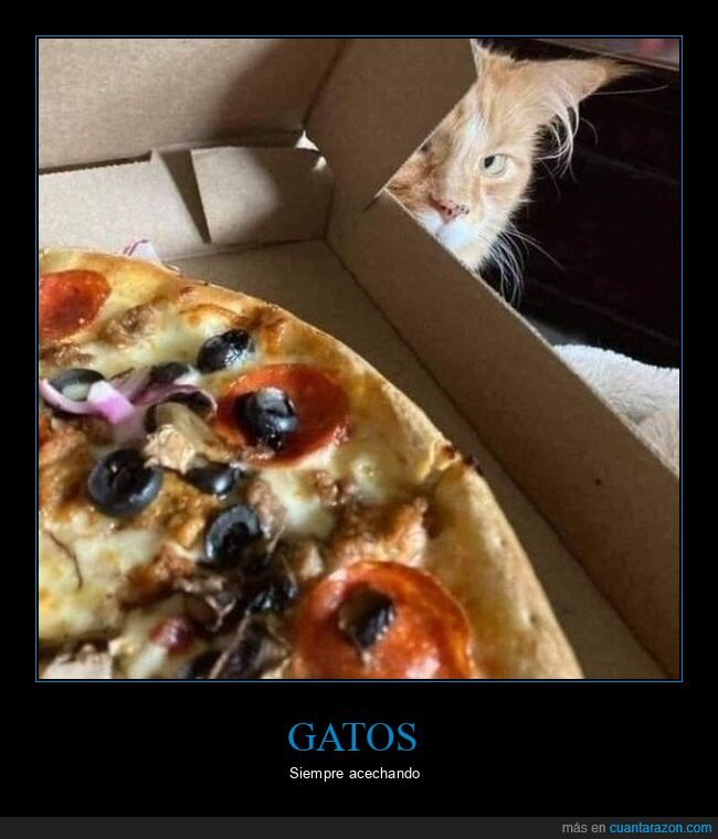pizza,gato