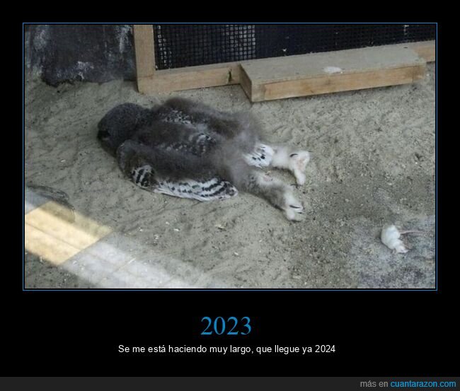 cansado,buho,dormir,2023