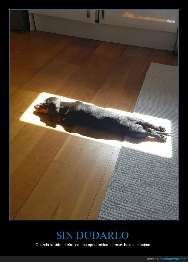 sol,tumbarse,perro