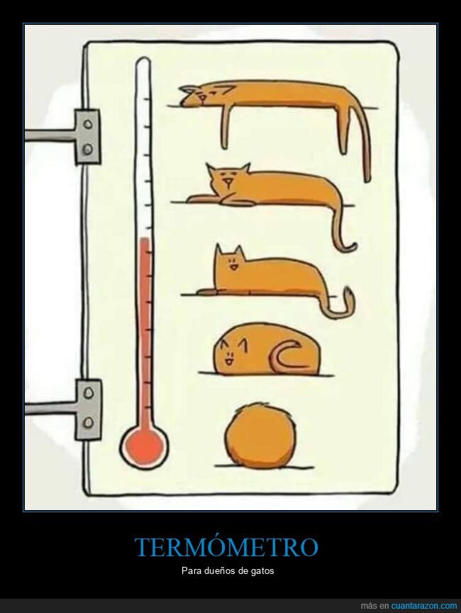 termómetro,gatos