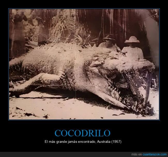 australia,cocodrilo,gigante