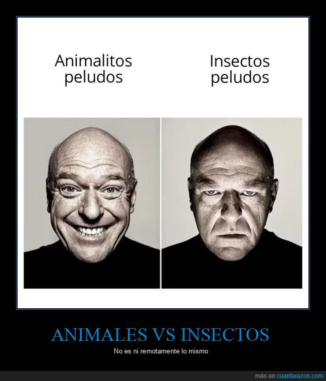 animales,insectos,peludos